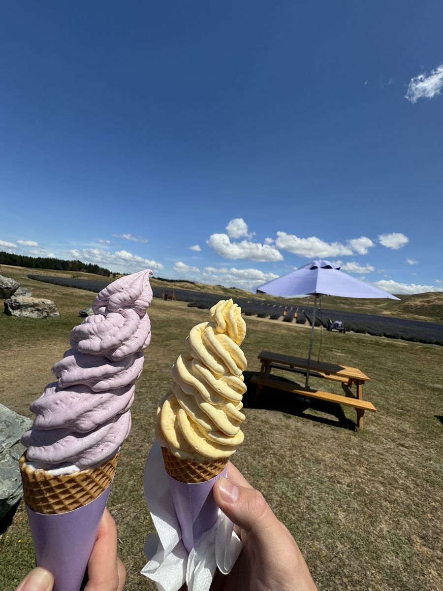 A lavender ice cream and a yellow one in cones at a lavender farm