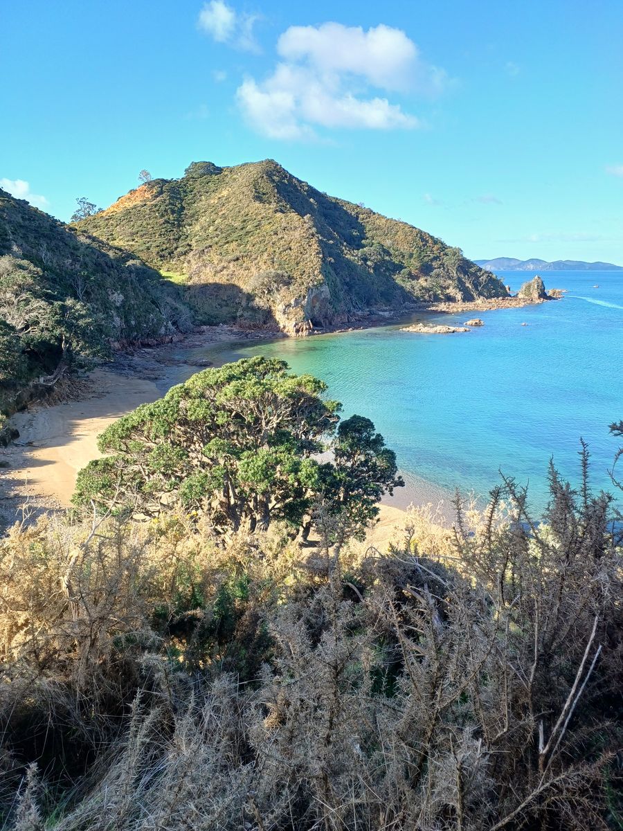 A golden beach and a turquoise bay with a big tree in front, seen from the Mahinepua Peninsula Track